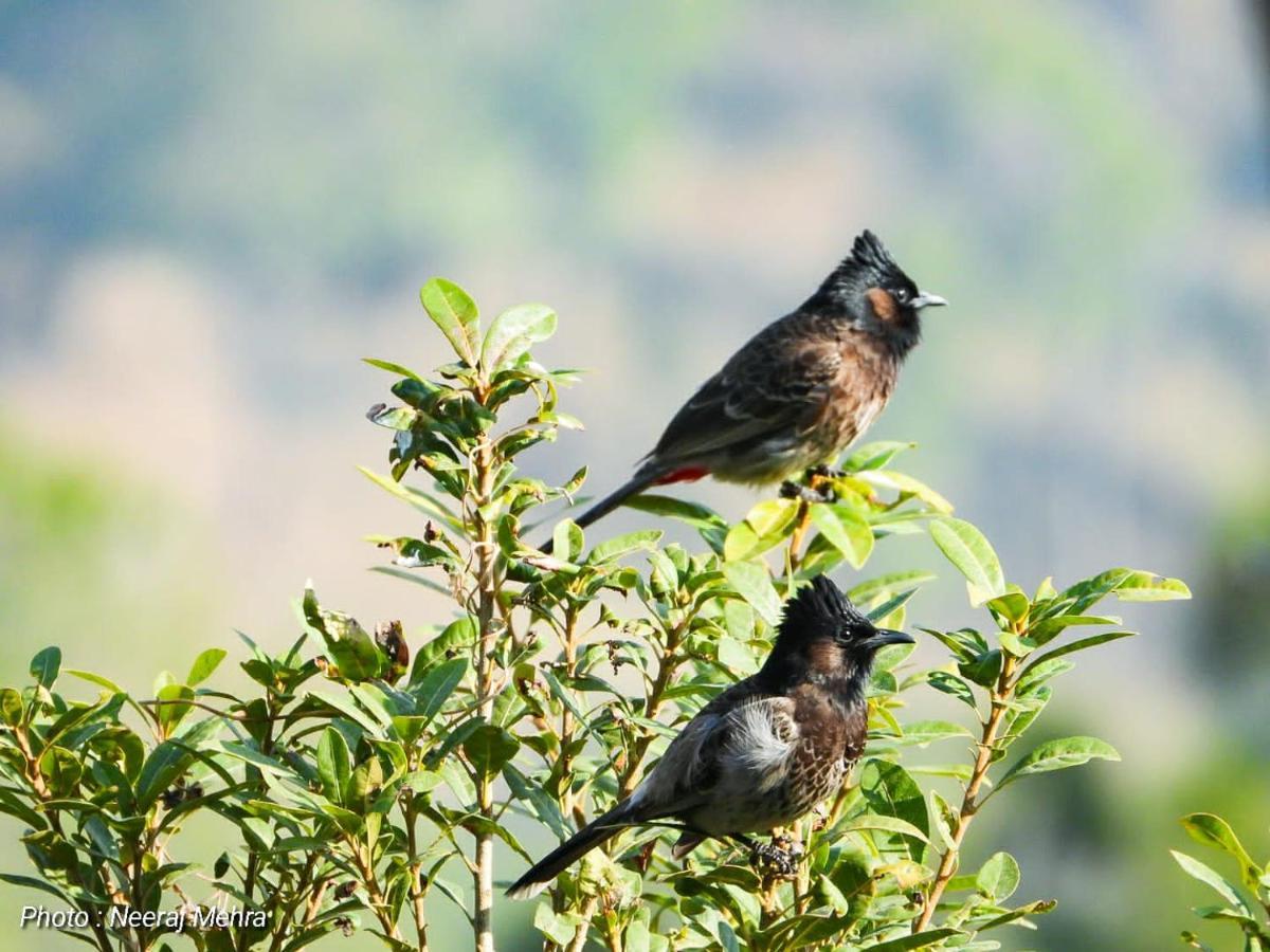 Entire 2 Bhk Nanda Devi Himalayan Homestay Раникхет Экстерьер фото